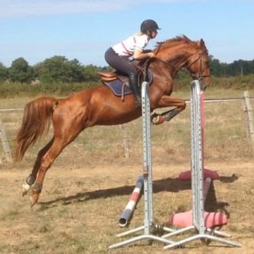 Saut d'obstacle Cheval sautant un obstacle avec un cavalière en tenue d'équitation.