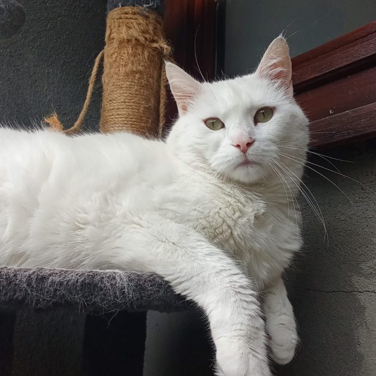 "Snowball" Nom du chat Chat blanc aux yeux verts, allongé sur un support avec un griffoir en arrière-plan.