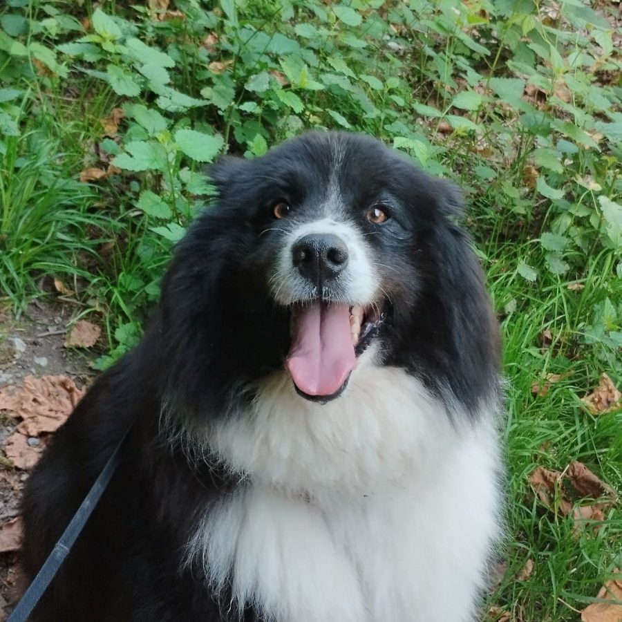 "Mala" nom du chien Un chien noir et blanc souriant, assis sur l'herbe avec un regard amical.