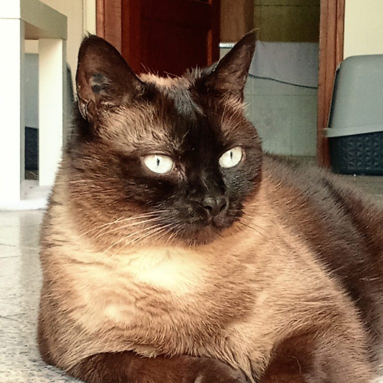 "neko" nom du chat Un chat siamois aux yeux clairs est allongé sur le sol.
