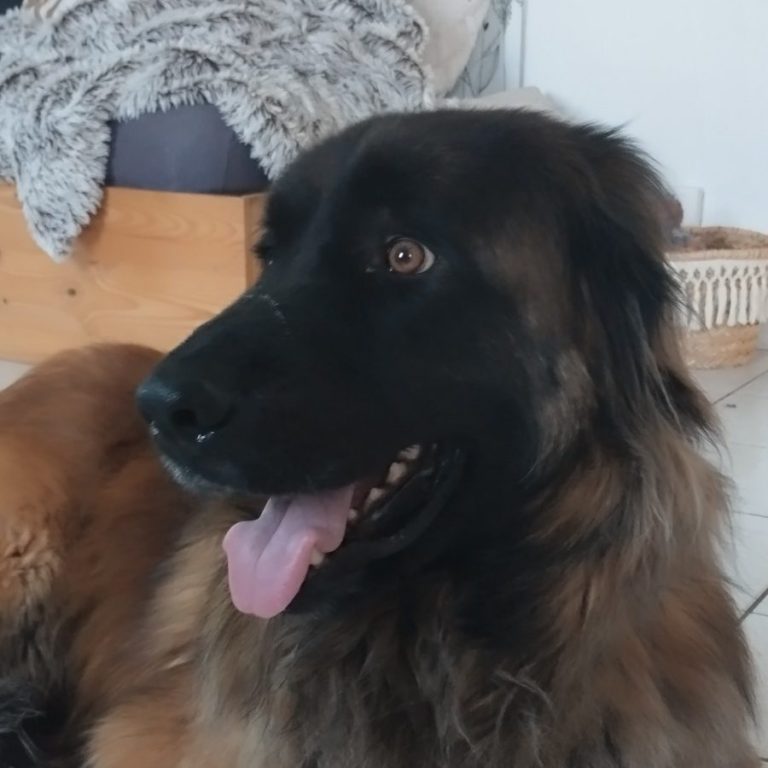 "Naya" Nom du chien Un chien de race Leonberg au pelage brun et noir, regardant avec une expression amicale.