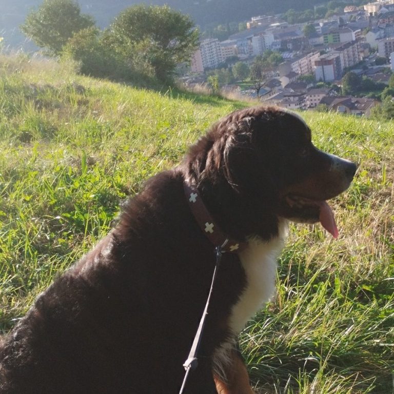 "Nino" nom du chien Un chien de race Bernois, assis sur une colline avec une vue urbaine en arrière-plan.