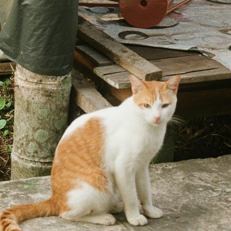 "Ginger" nom du chat Un chat blanc et orange assis sur une surface en béton, avec un arrière-plan naturel.
