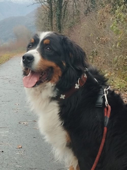 "Pango" nom du chien Un chien de montagne bernois souriant sur un chemin en pleine nature.