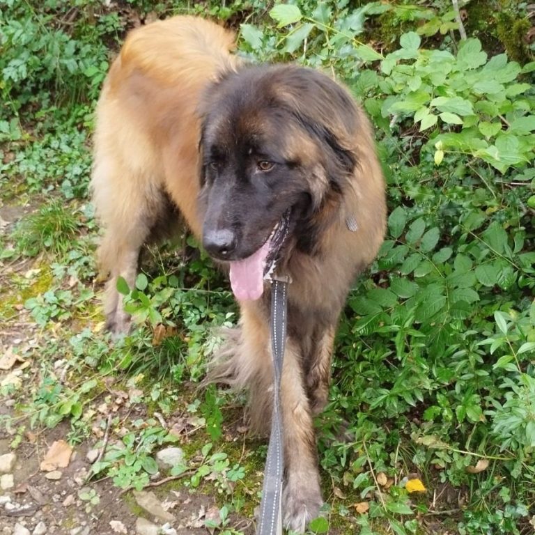 "Mafat" nom du chien Chien Léonberger marchant sur un chemin, entouré de verdure.