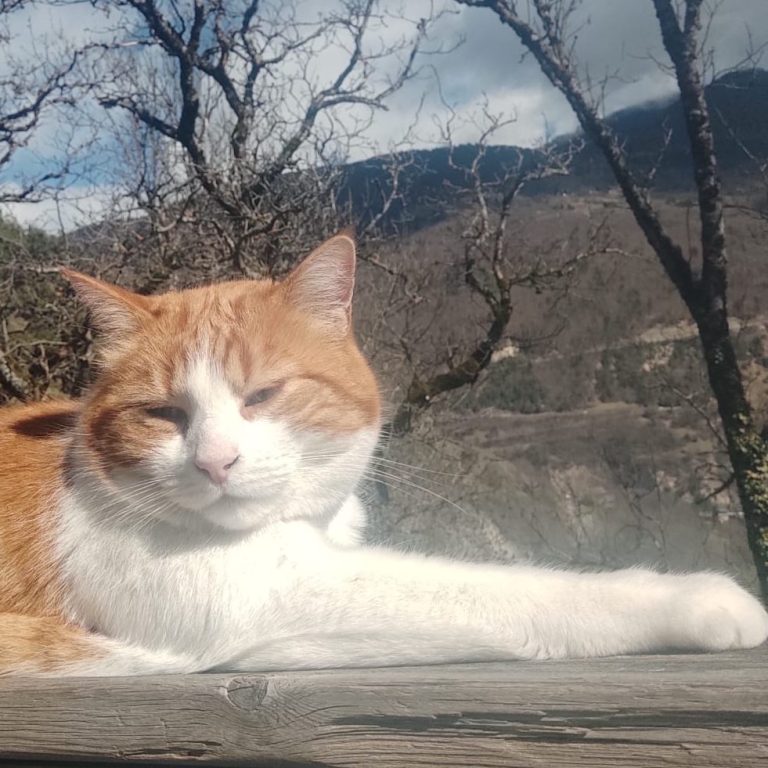 "Cookie" Nom du chat Un chat orange se repose sur une surface en bois, avec un paysage de montagne en arrière-plan.