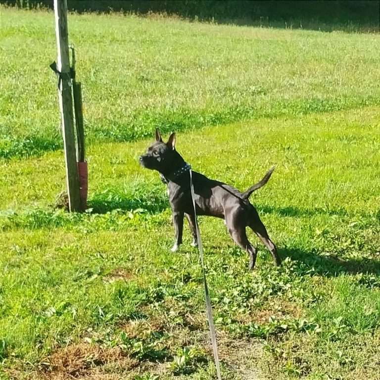 "Eliot" Nom du chien Un chien noir, debout sur l'herbe, regarde vers la droite près d'un poteau.